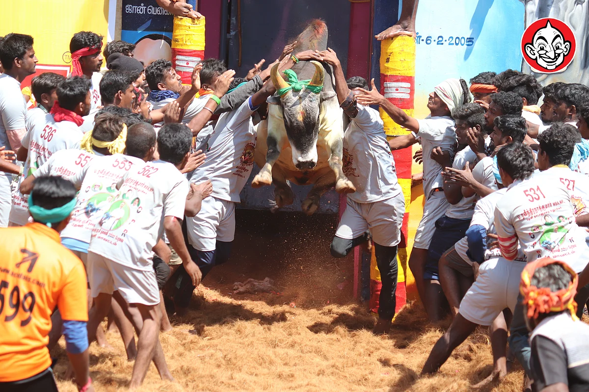 ஜல்லிக்கட்டு