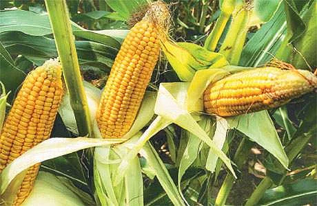 மக்காச்சோளம்