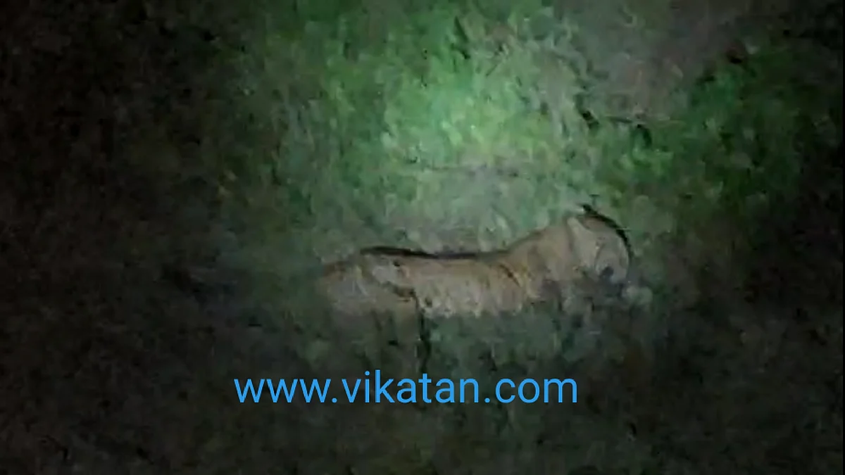 முக்கடல் அணைப்பகுதியில் படுத்துக்கிடந்த சிறுத்தை