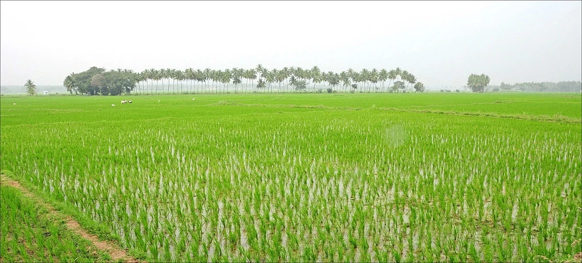 குஜராத்தில் 12,000 ஹெக்டேர் பயிர்களை சூறையாடிய பாலைவன வெட்டுக்கிளிகள்!