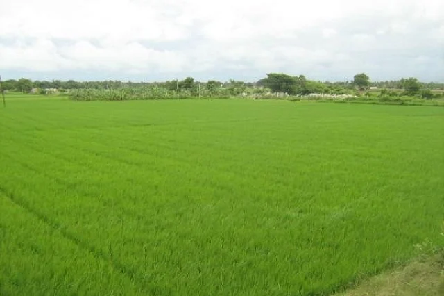 காவிரி படுகை