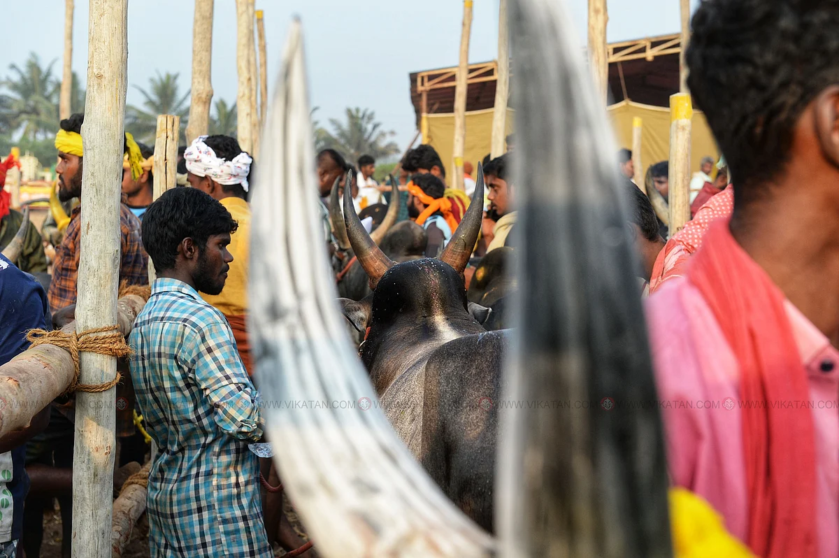 காலை 7:15 மணி
போட்டியில் பங்குபெறும் காளை உரிமையாளர்களுடன் நிற்கிறது