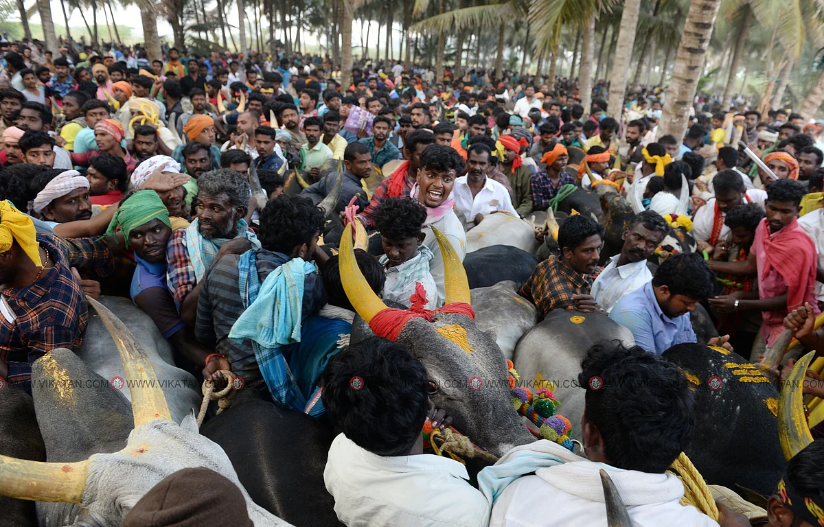 காலை 6:15 மணி
பெரும் திரளாக காளைகளுடன் காத்திருக்கும் மாட்டின் உரிமையாளர்கள்
