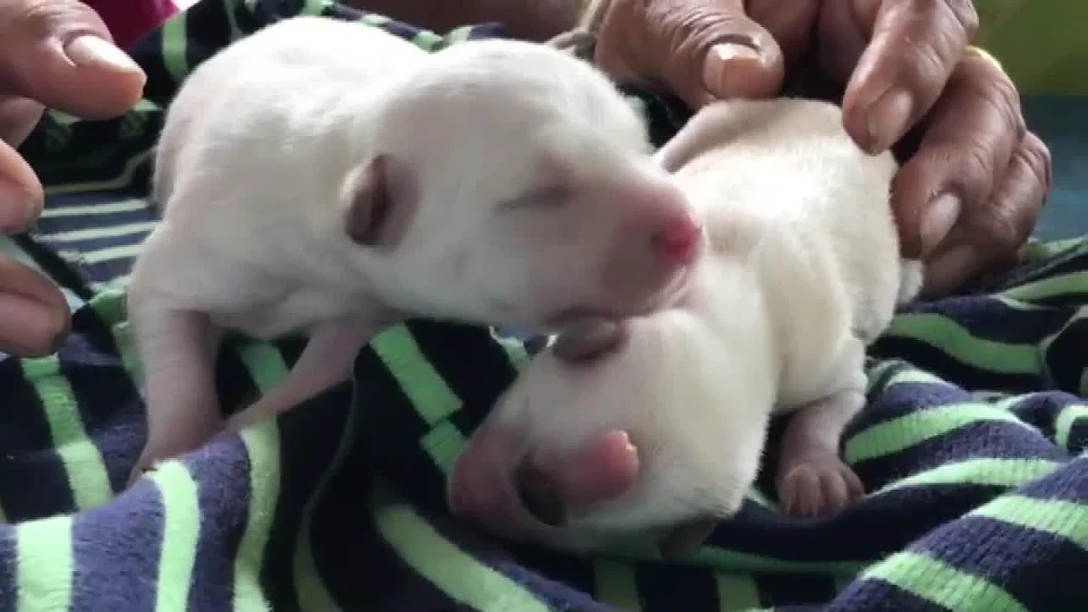 ஒற்றைக்கண்ணுடன் பிறந்த நாய்க்குட்டி