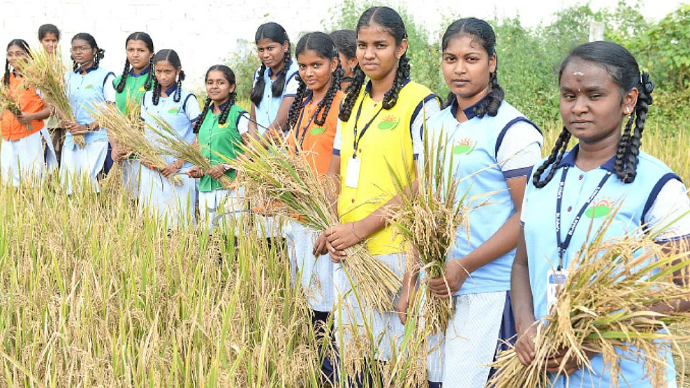நெல் அறுவடைப் பணிகளில் மாணவிகள்