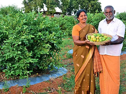 சிறப்பான வருமானம் தரும் சிவப்புக் கொய்யா!