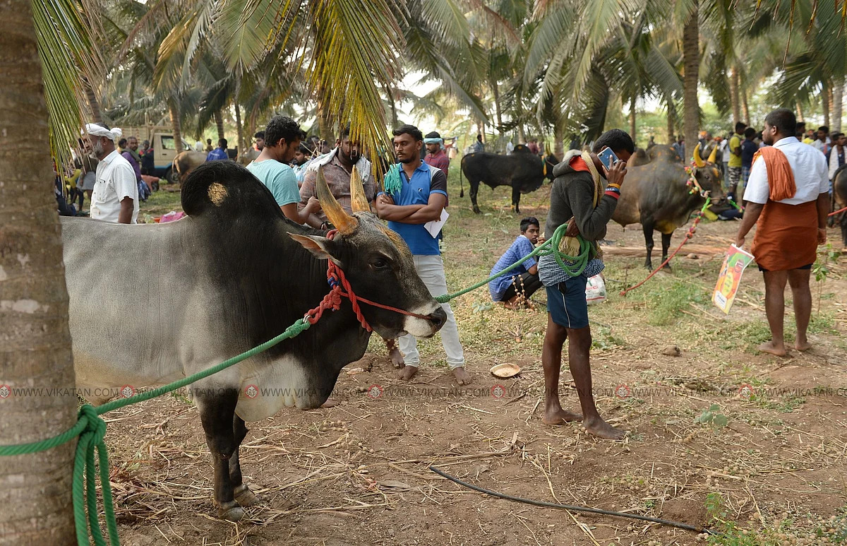 காலை 5:30 மணி
அருகிலிருந்த தென்னை தோப்பில் காளைகளுடன் காத்திருக்கும் உரிமையாளர்கள்