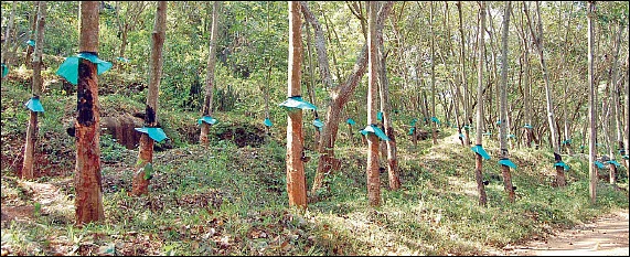 ரப்பர் மரங்கள்