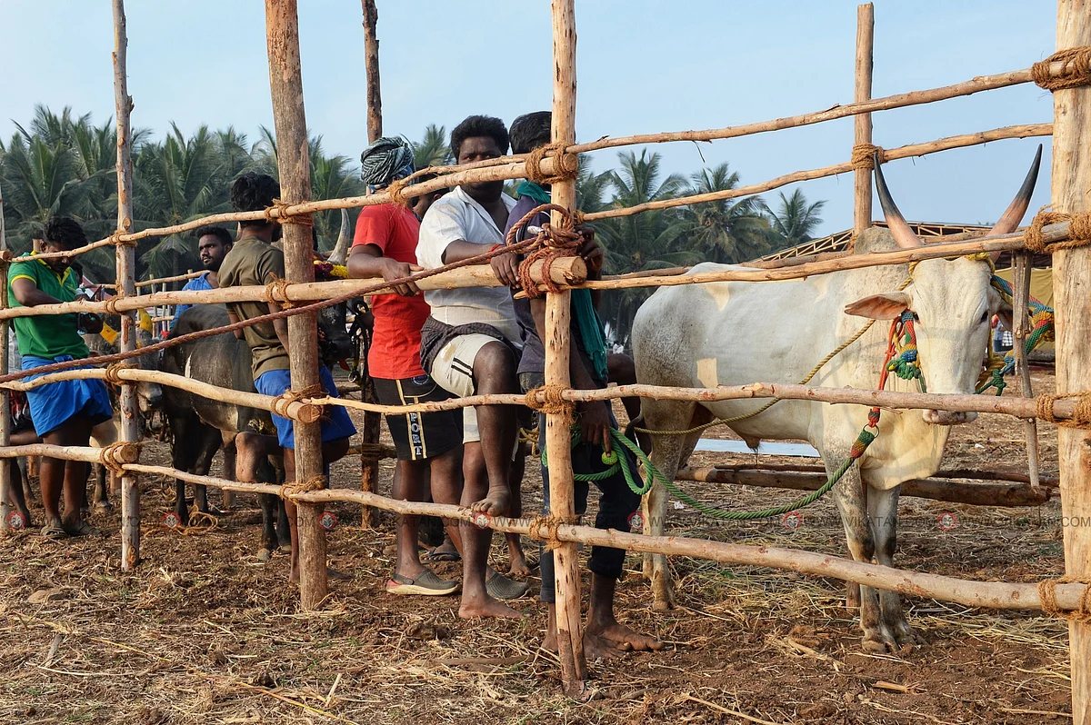 காலை 7:00 மணி
போட்டியில் பங்குபெறும் காளை உரிமையாளர்களுடன் நிற்கிறது.