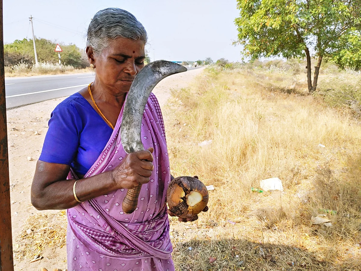 இளநீர் வெட்டும் வெள்ளையம்மாள்