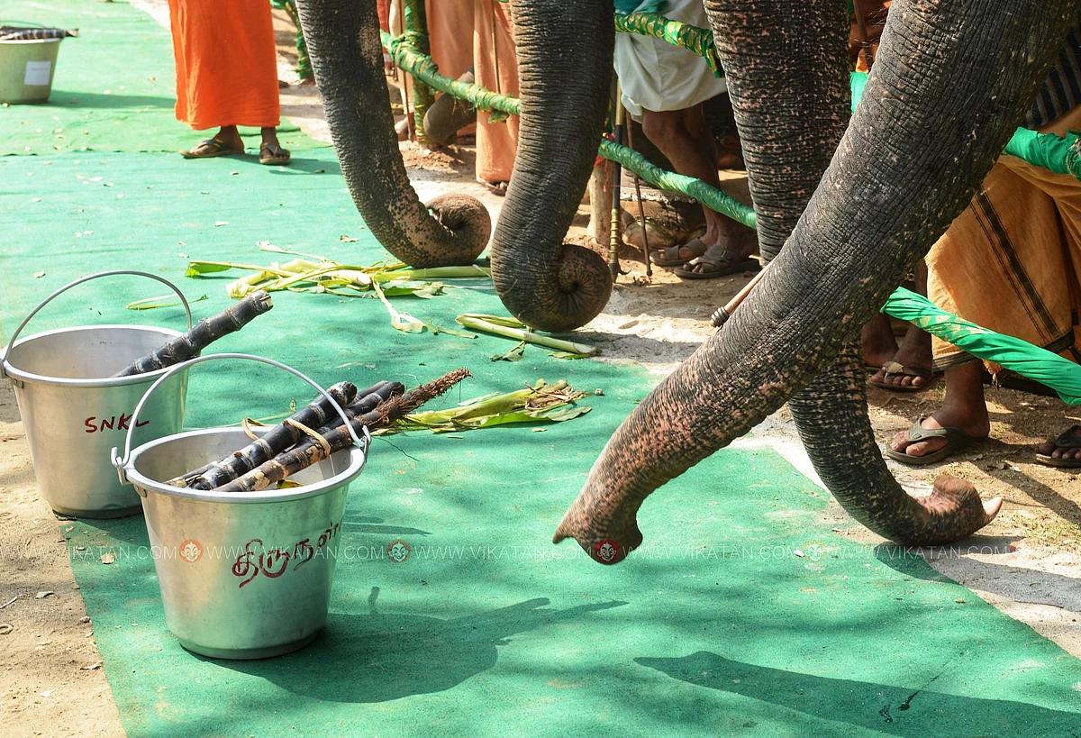 பூஜை முடிந்து கரும்பு மற்றும் பழங்களை தேடும் யானையின் தும்பிக்கைகள்