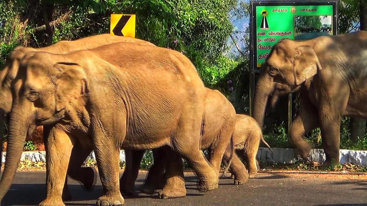 elephants