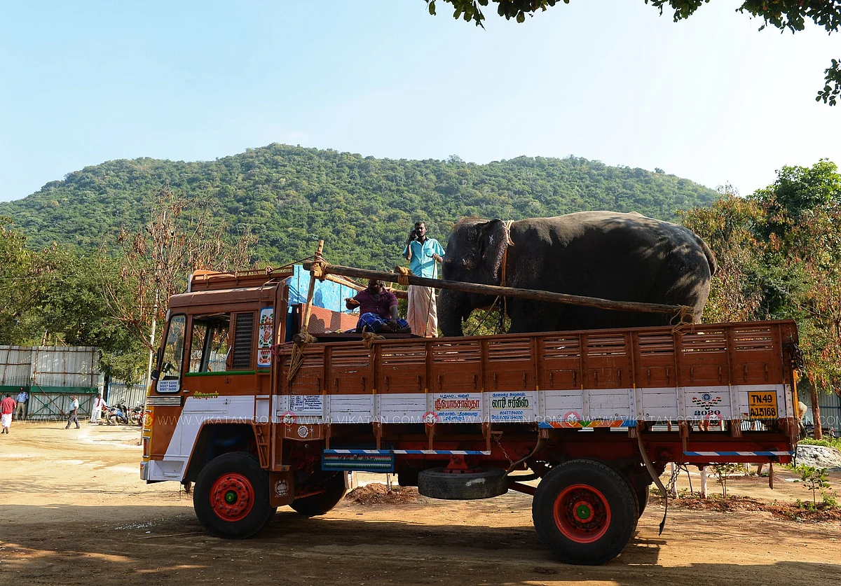 இயற்கை சுழலில் 48 நாள்கள் கழித்த யானை, மீண்டும் நகர் பகுதிக்கு தனது பாகன்கள் குழுவினருடன் கிளம்பி செல்கிறது