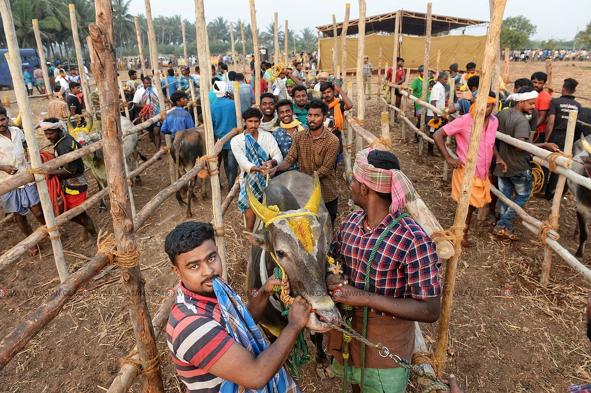காலை 7:30 மணி
போட்டியில் பங்குபெறும் காளை உரிமையாளர்களுடன் நிற்கிறது