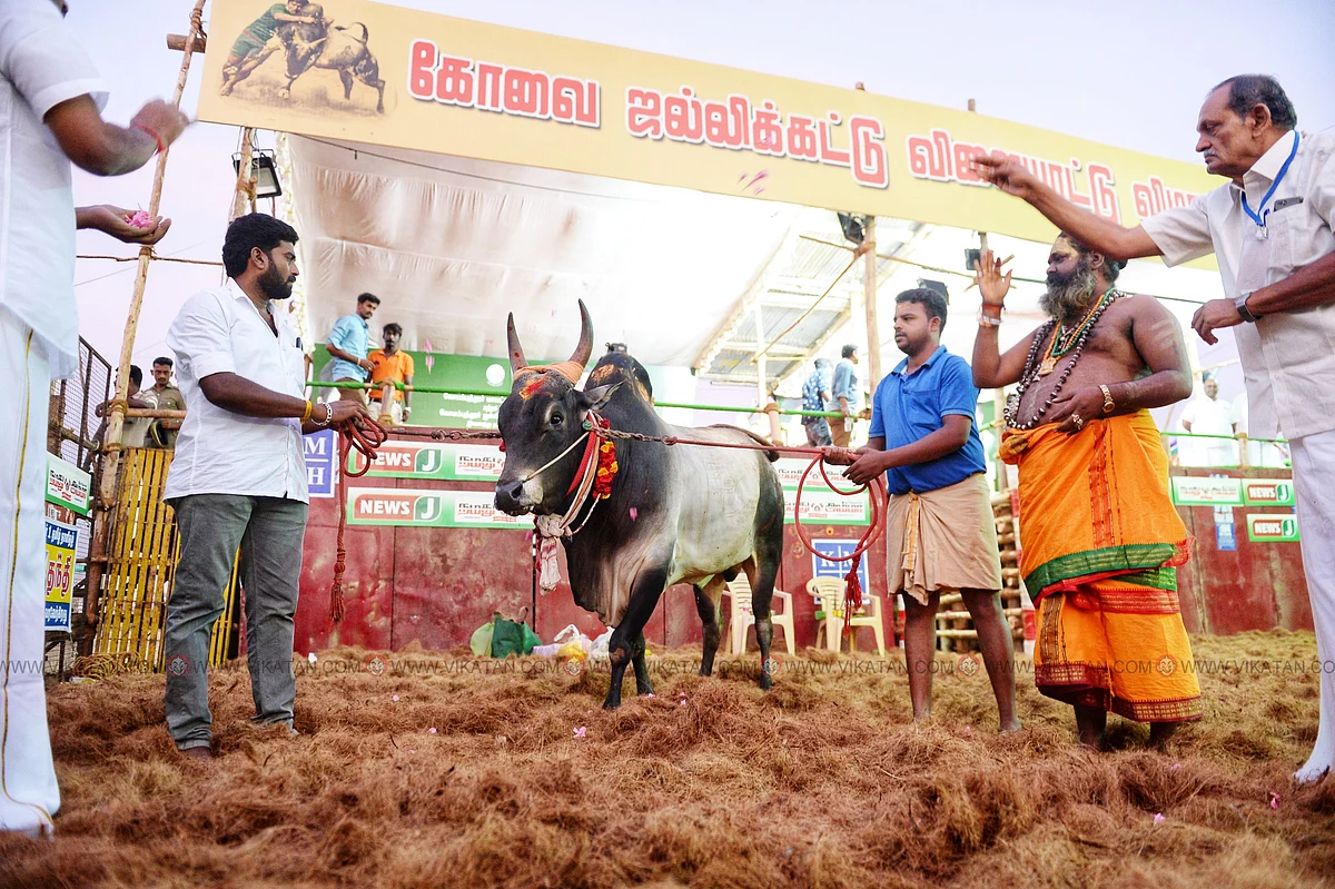 காலை 5:45 மணி
கோவில் காளைக்கு பூஜை செய்யப்படுகிறது