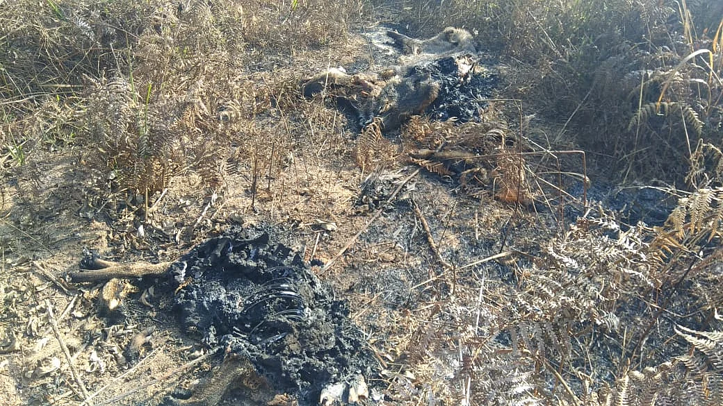 mass wildlife death