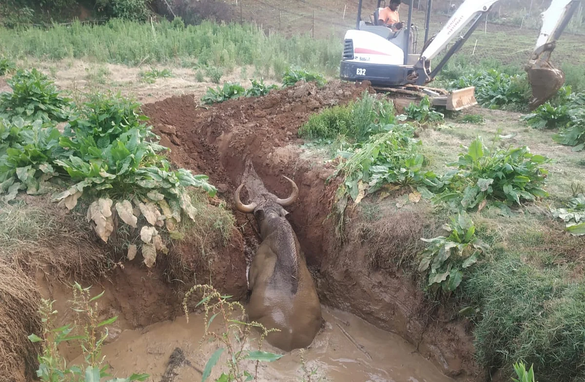 Indian Gaur rescue
