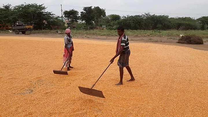 மக்காச்சோளம்