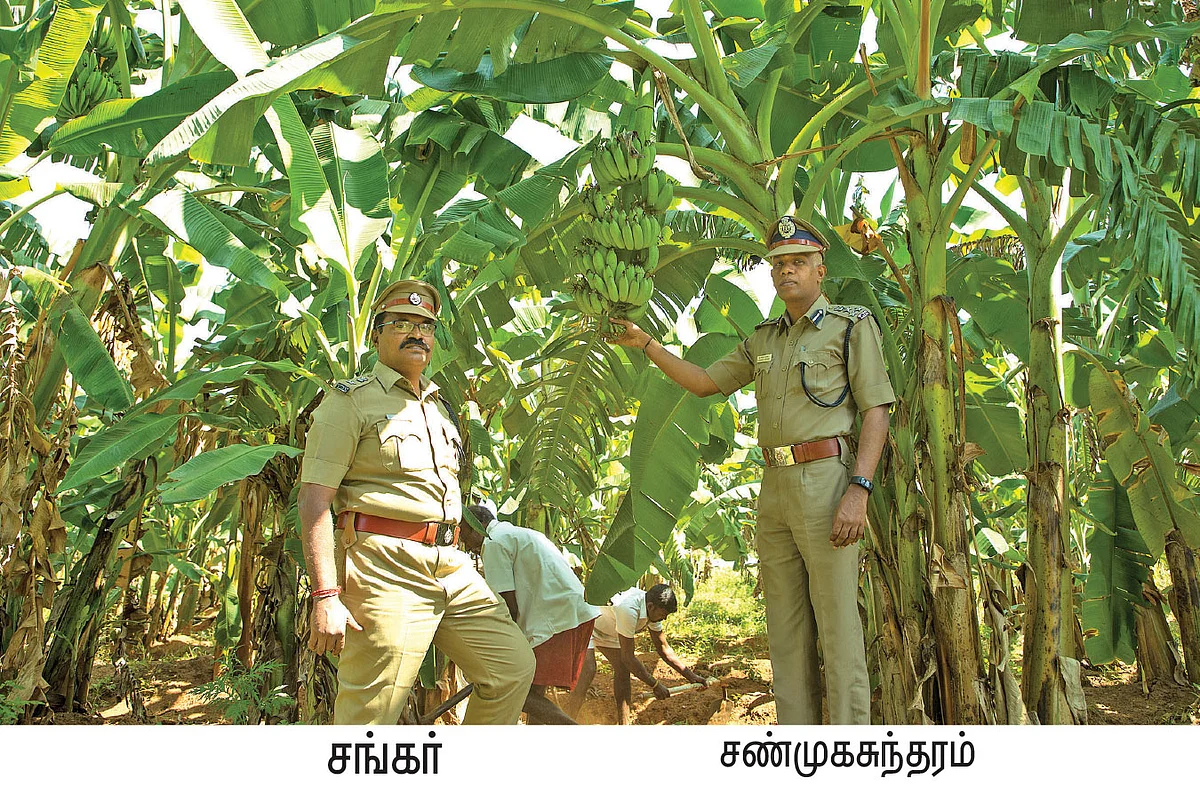 சிறைச்சாலையில் விளையும் இயற்கைக் காய்கறிகள்!