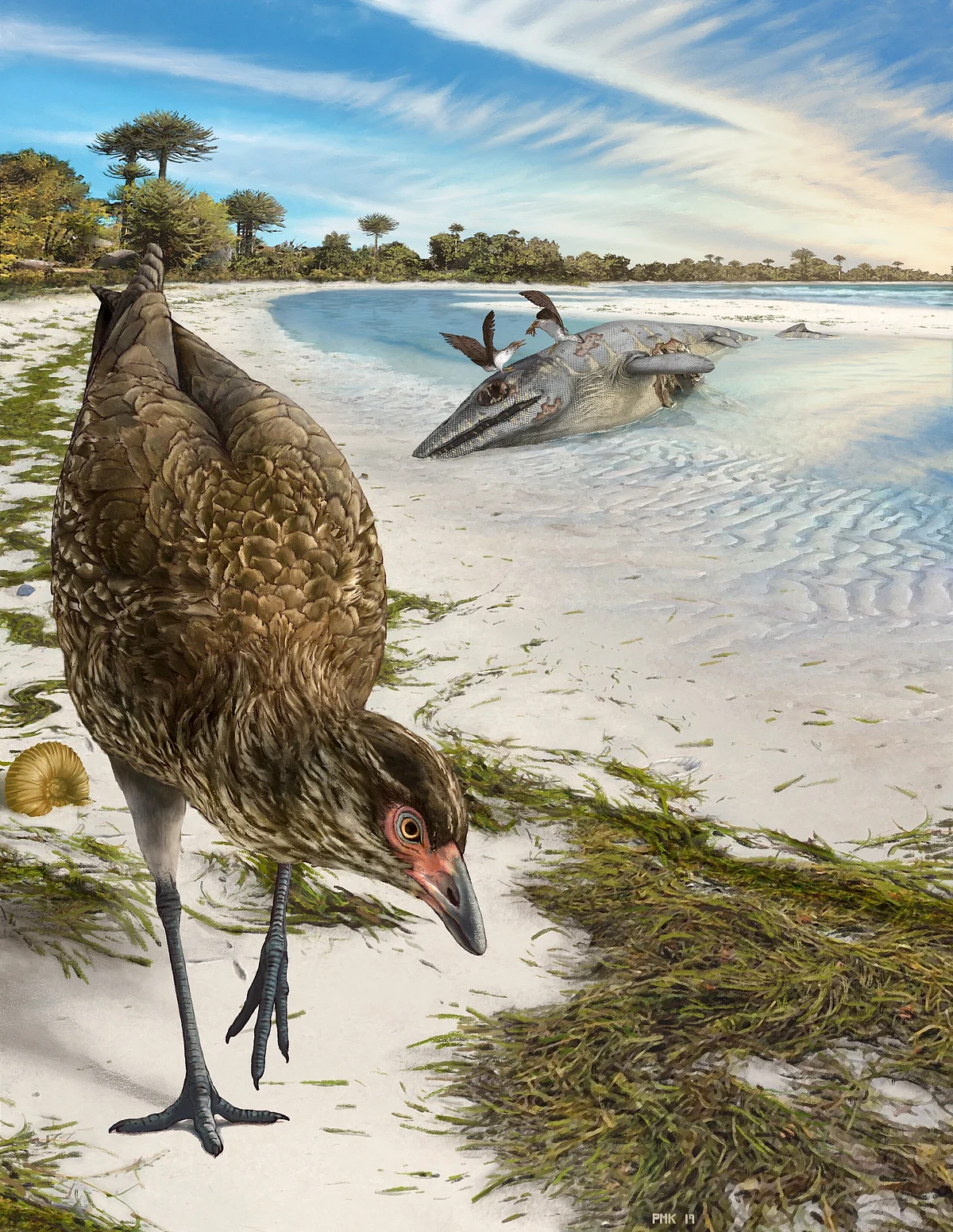 Asteriornis Maastrichtensis
