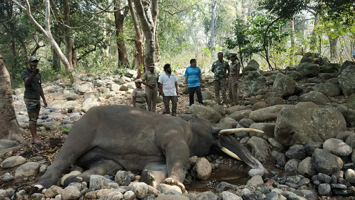 elephant death