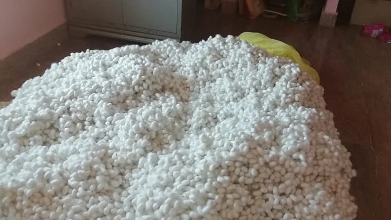 பட்டுக்கூடுகள்