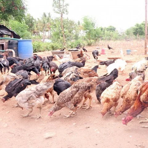 Chicken
