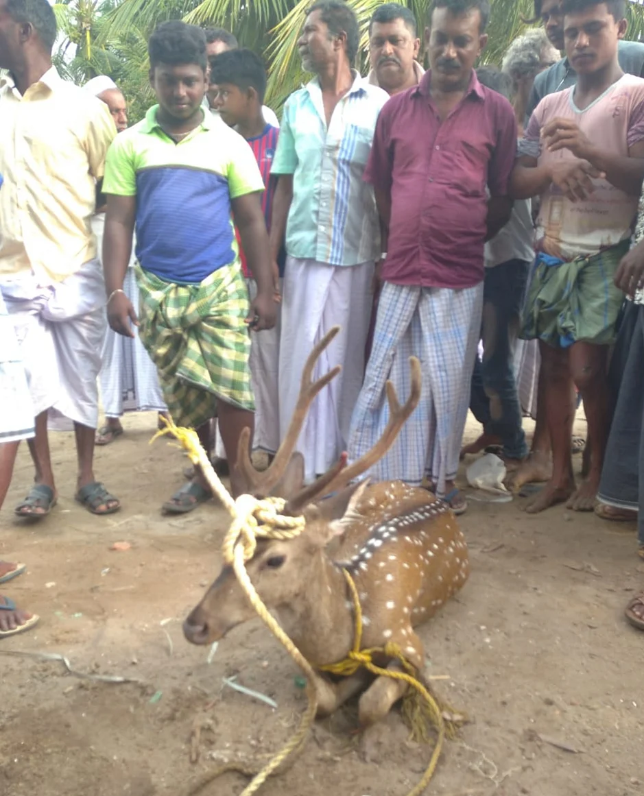 மீட்கப்பட்ட மான்