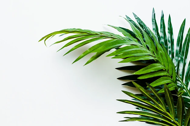 Indoor Plants
