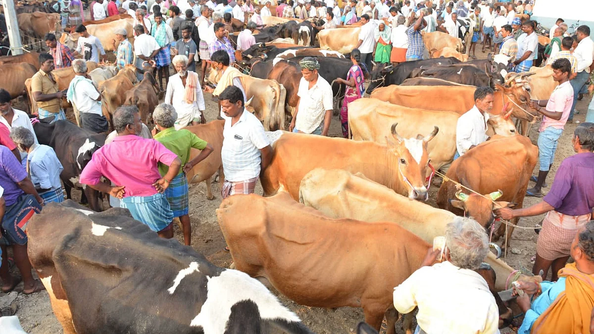 பொய்கை மாட்டுச் சந்தை