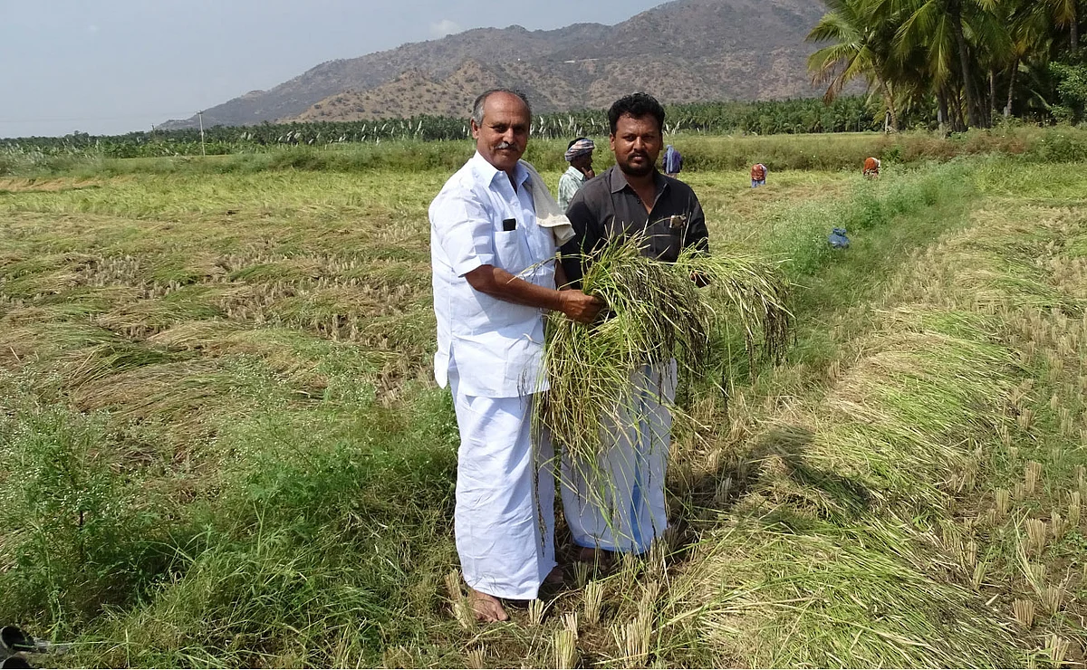அறுவடை செய்யப்பட்ட காலாபாத் நெற்கதிர்களுடன் ரசூல் மைதீன்