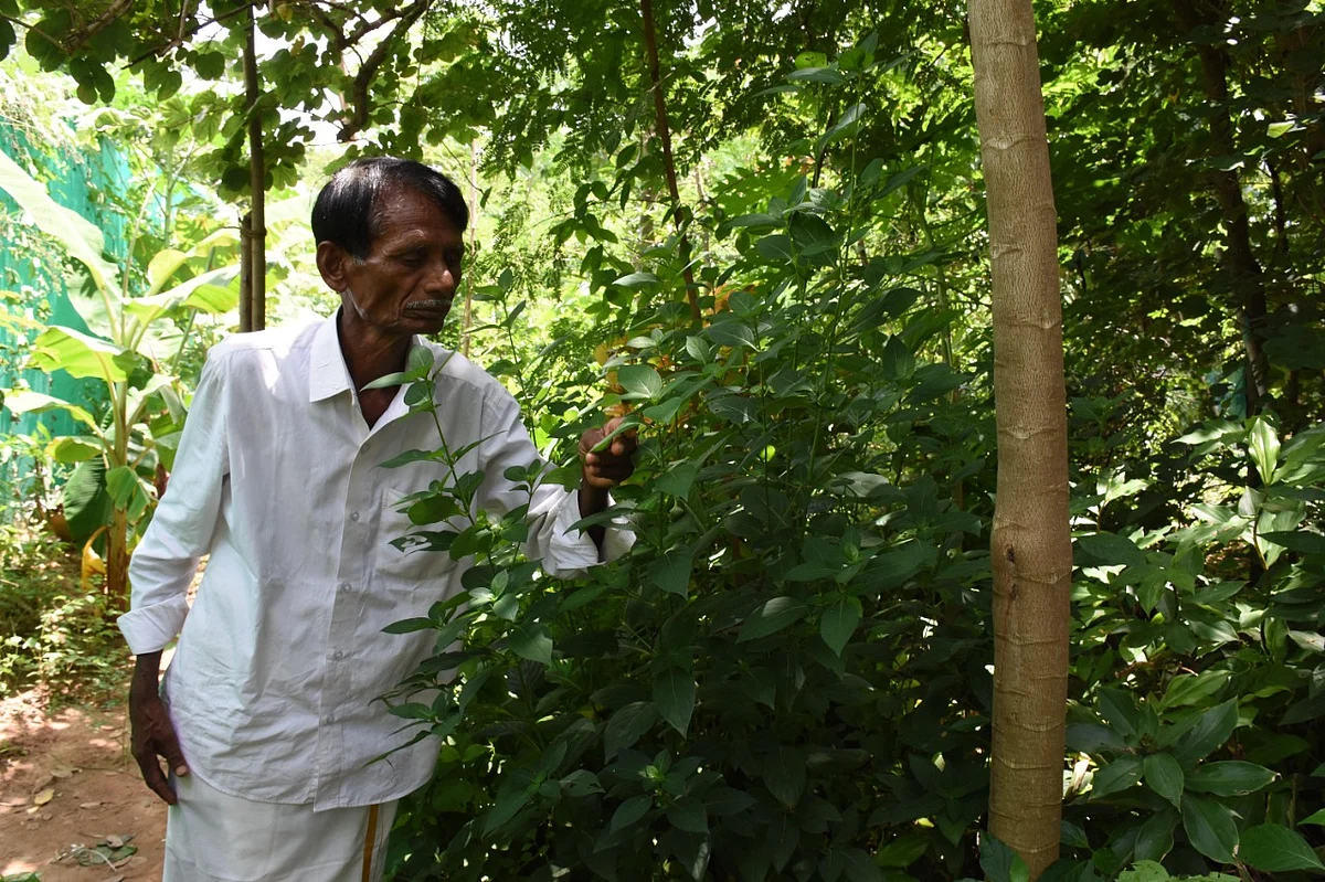 பவானந்தம்