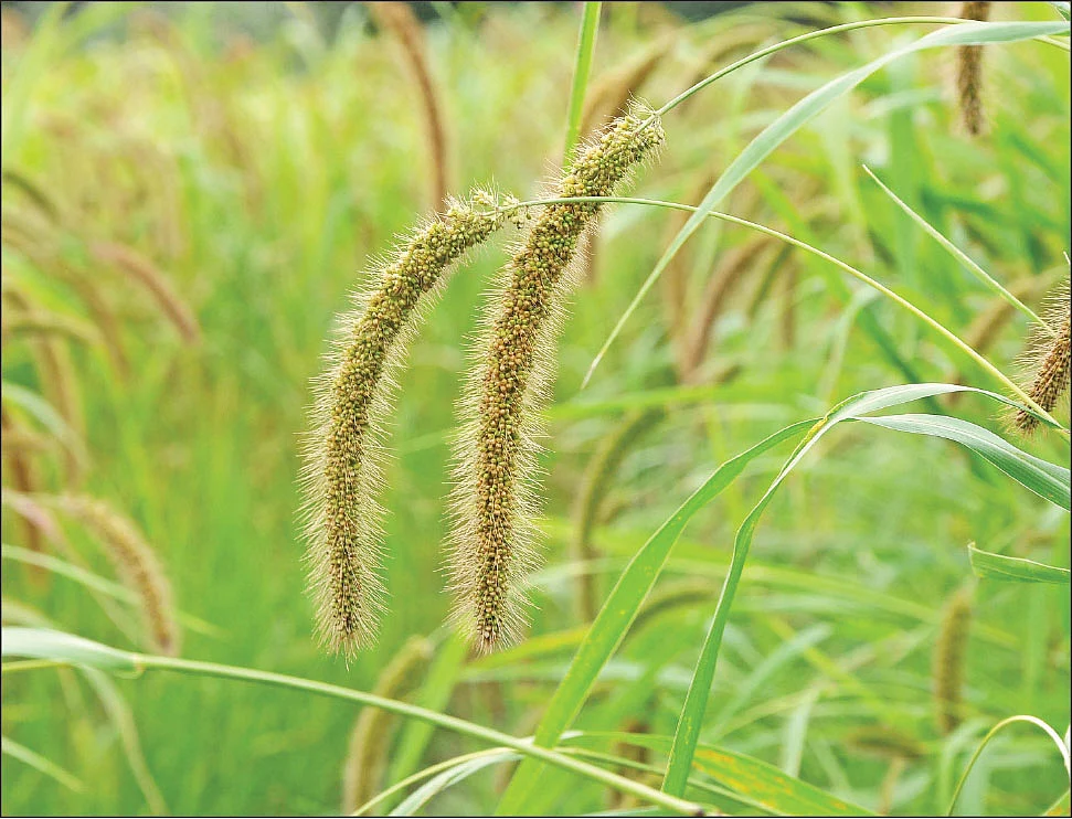 சிறுதானியம் (மாதிரி படம்)