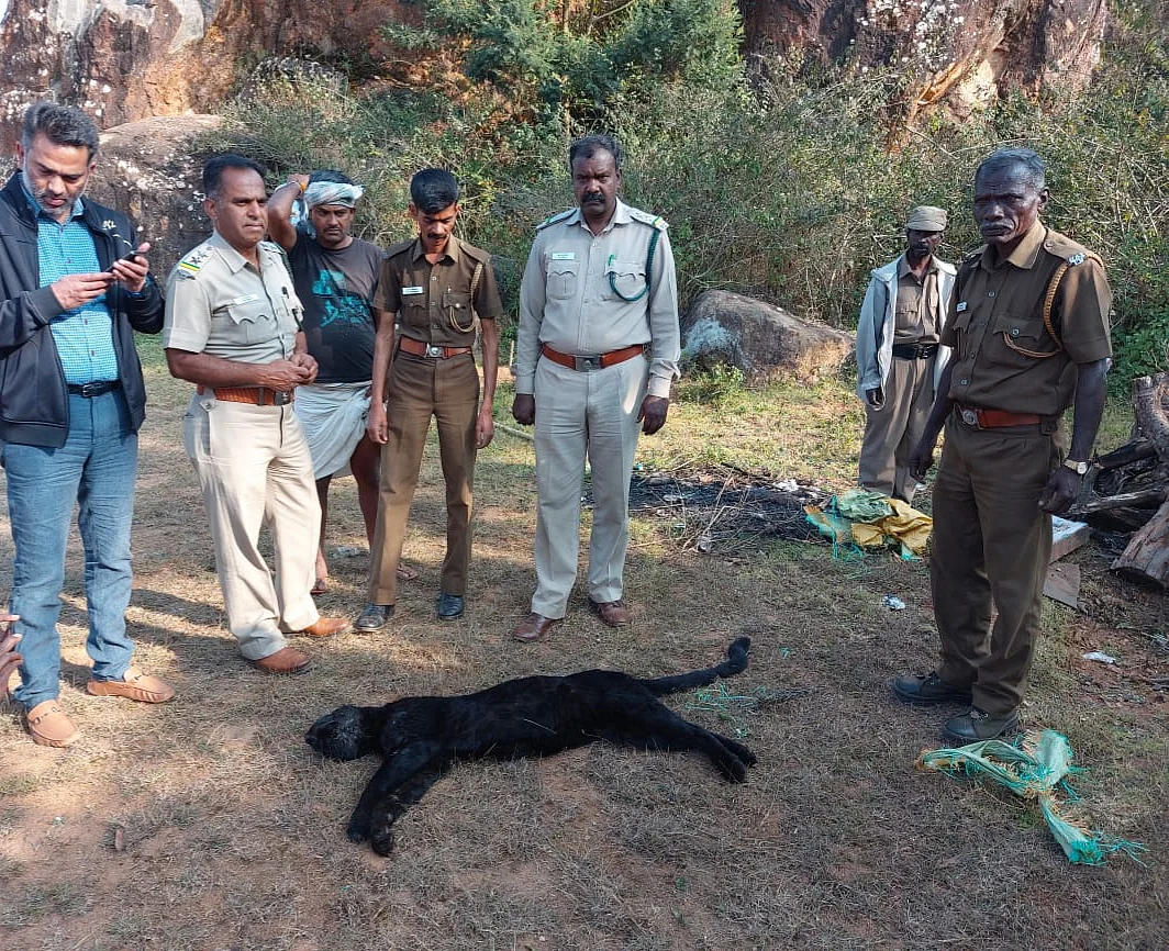 Black panther death