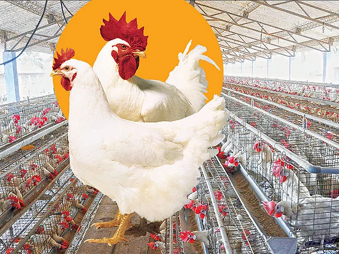 கொரோனா வதந்தி... கோழிப்பண்ணைத் தொழிலுக்கு வைக்கப்பட்ட தீ!