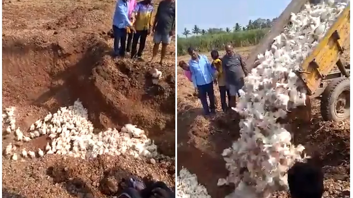புதைக்கப்பட்ட கோழிகள்