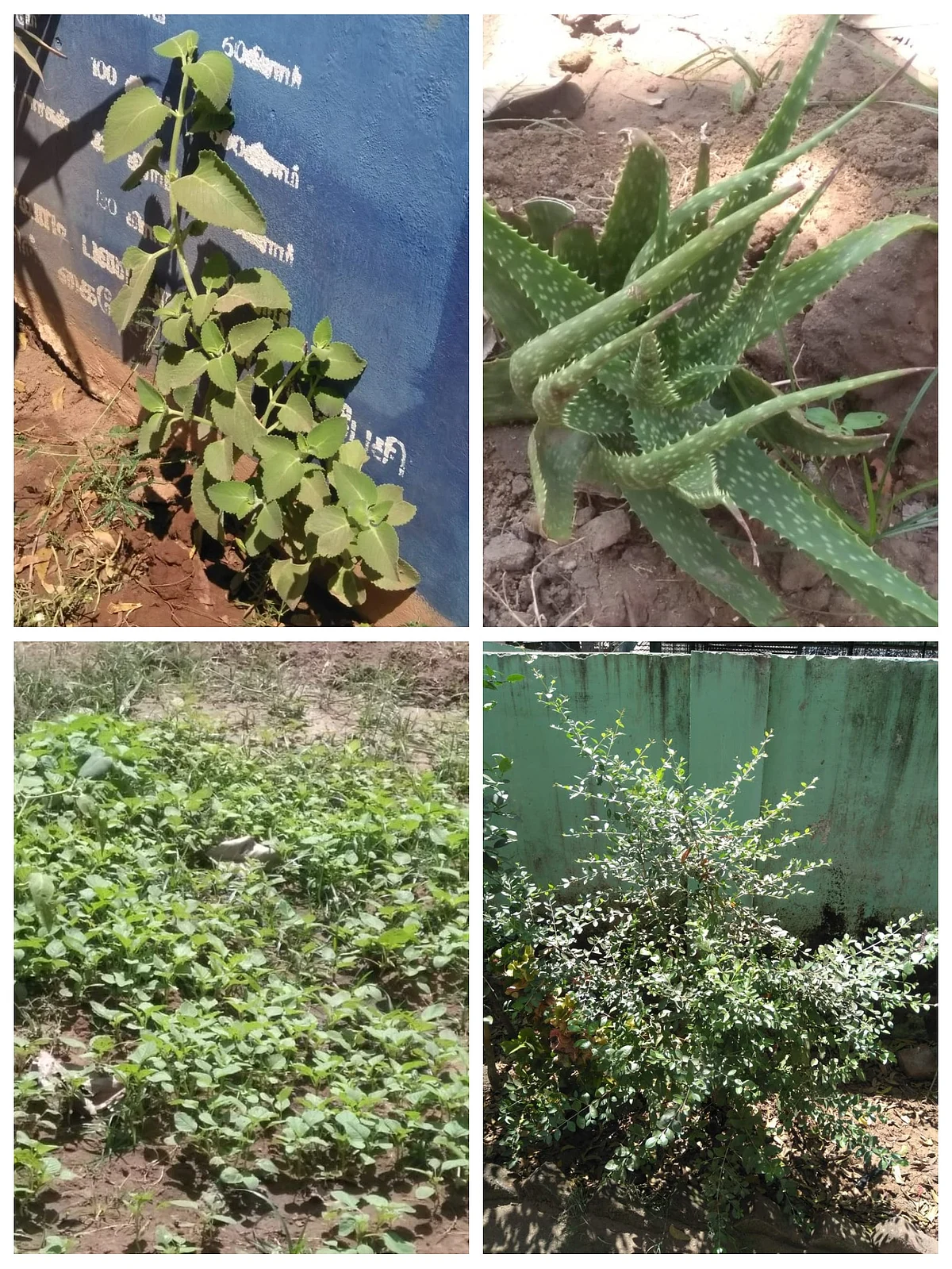 மூலிகைத் தோட்டம்