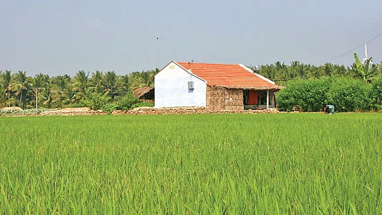 நெல் வயல்
