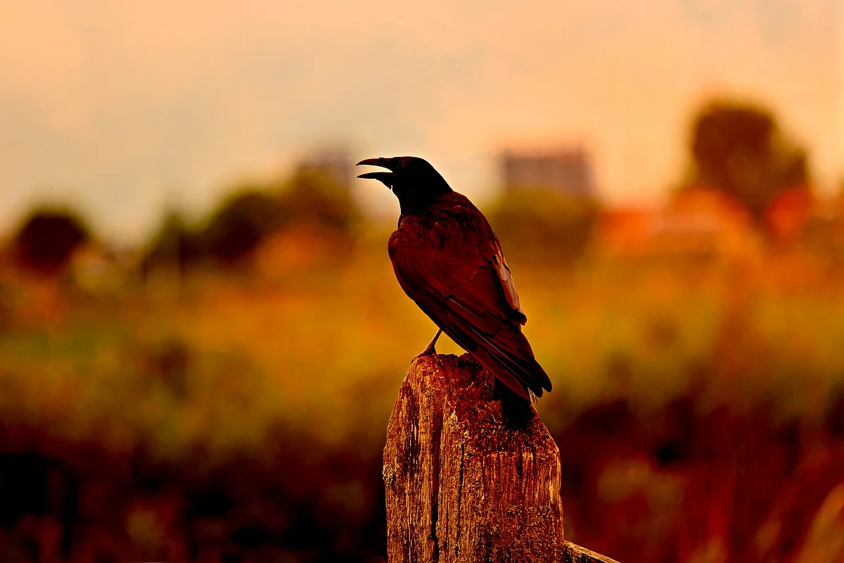 Representational Image
