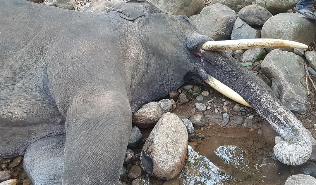 elephant death