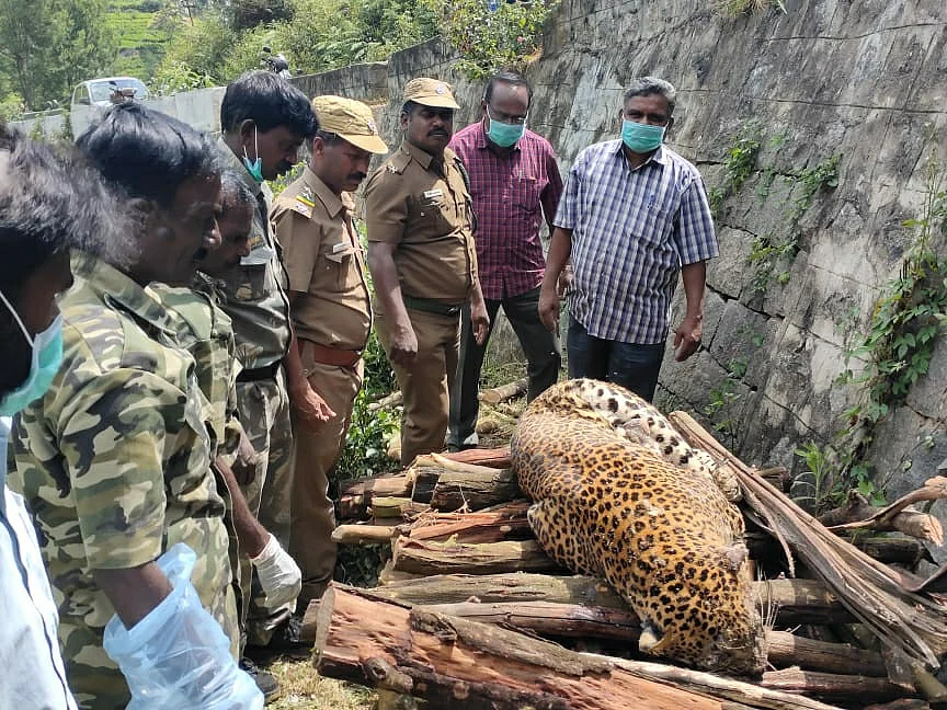 `இறைச்சியில் விஷம்.. சுருக்குக் கம்பி வலை!' -சிறுத்தைகளின் கொலைக்களமாகும் கோத்தகிரி