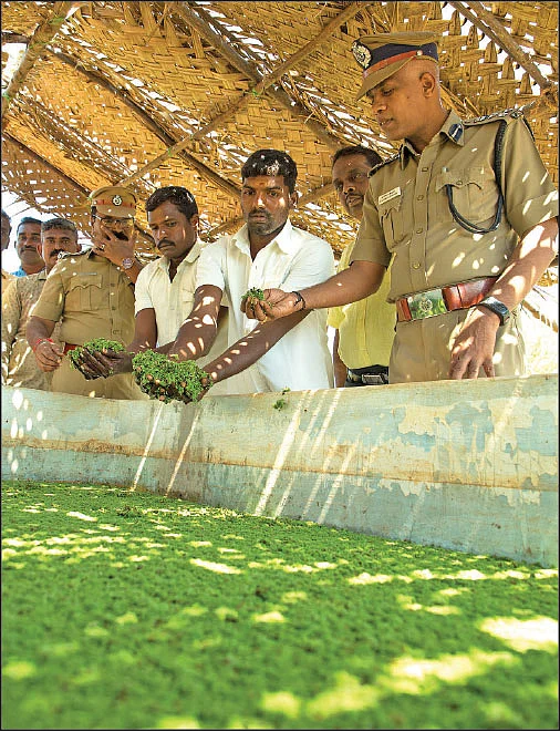 அசோலா வளர்ப்பு