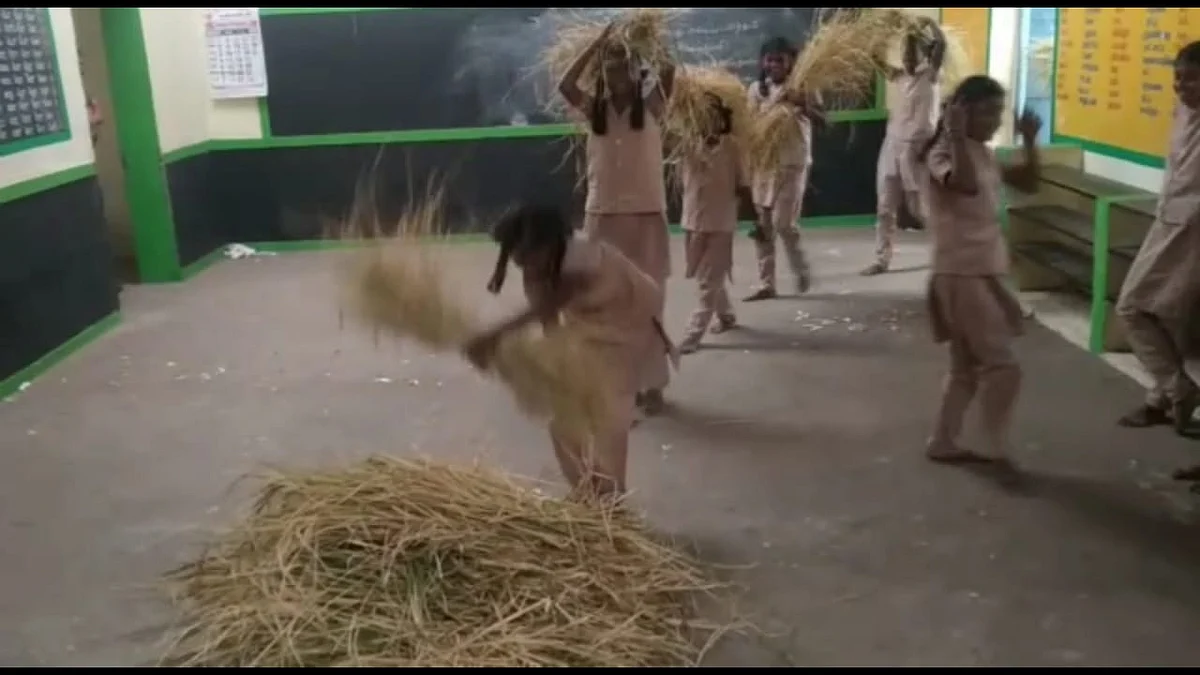 மாணவர்கள் அறுவடை செய்த நெல்