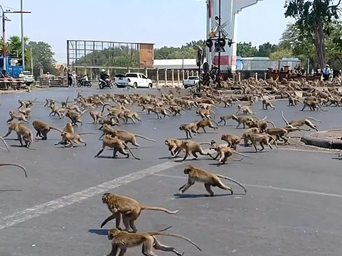 வெறிச்சோடிய சாலைகள், படையெடுக்கும் குரங்குகள்...ஒற்றை வாழைப்பழத்திற்கு நடக்கும் யுத்தம்! #Corona