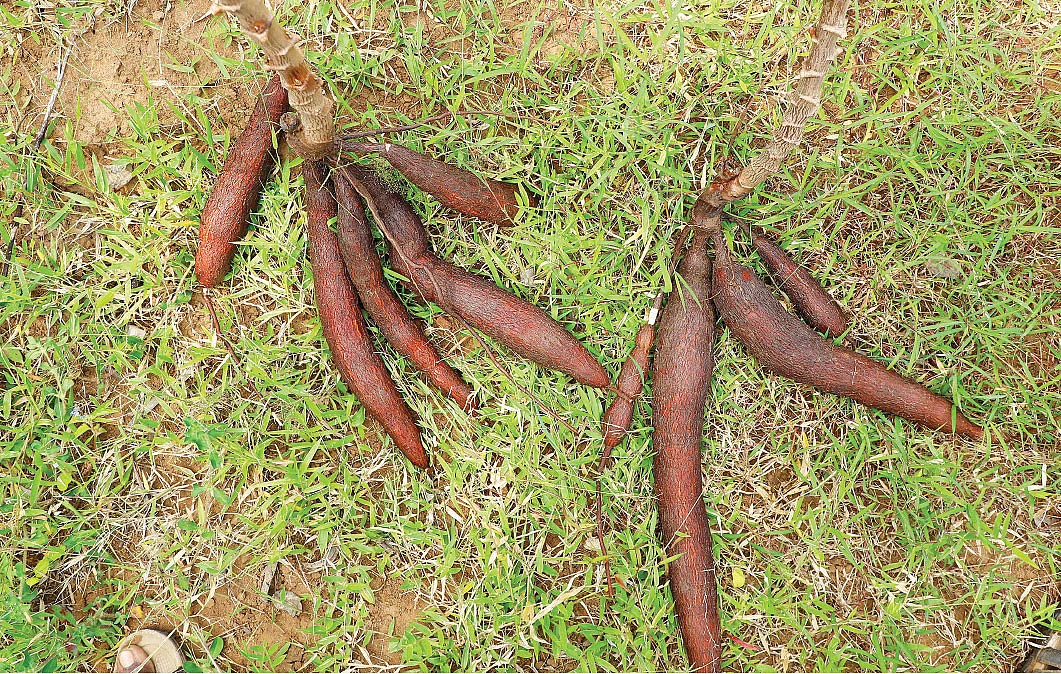 மரவள்ளி