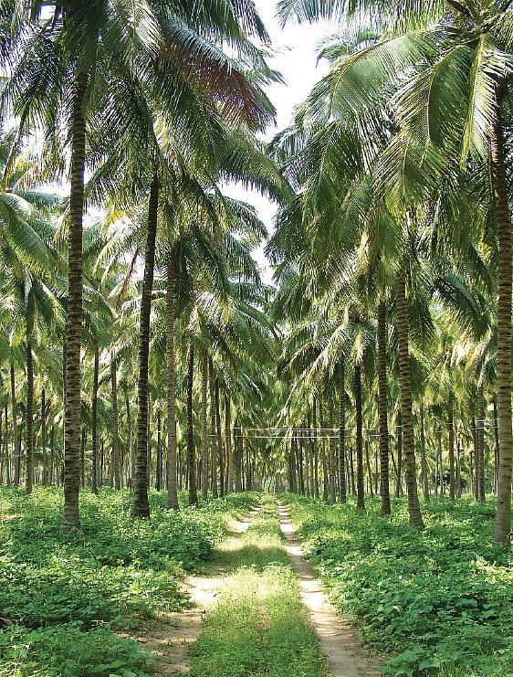 தென்னை மரம்