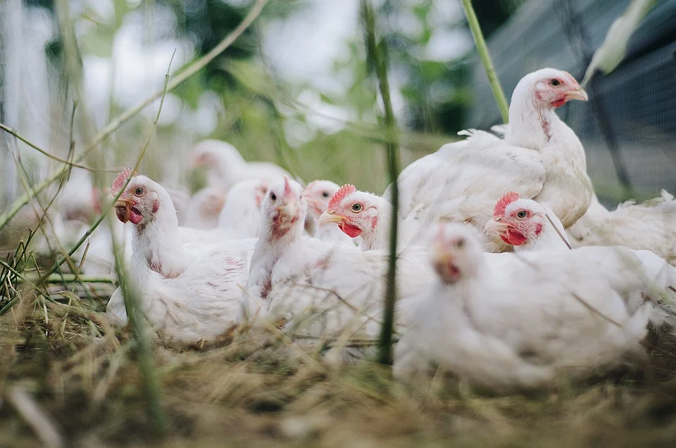 Chicken