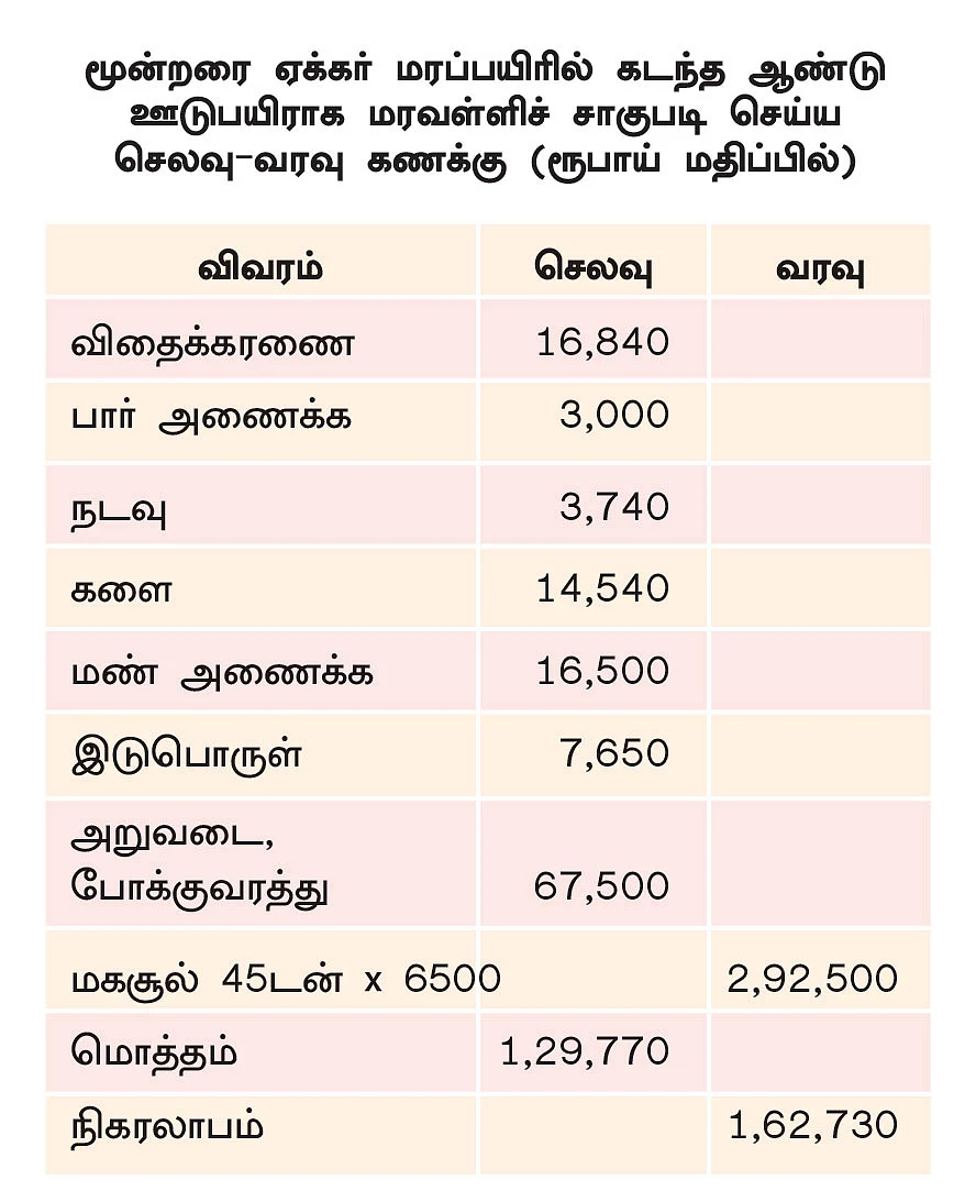 ஊடுபயிரில் உற்சாக வருமானம் கொடுக்கும் மரவள்ளி! - மூன்றரை ஏக்கர், ரூ. 2,90,000