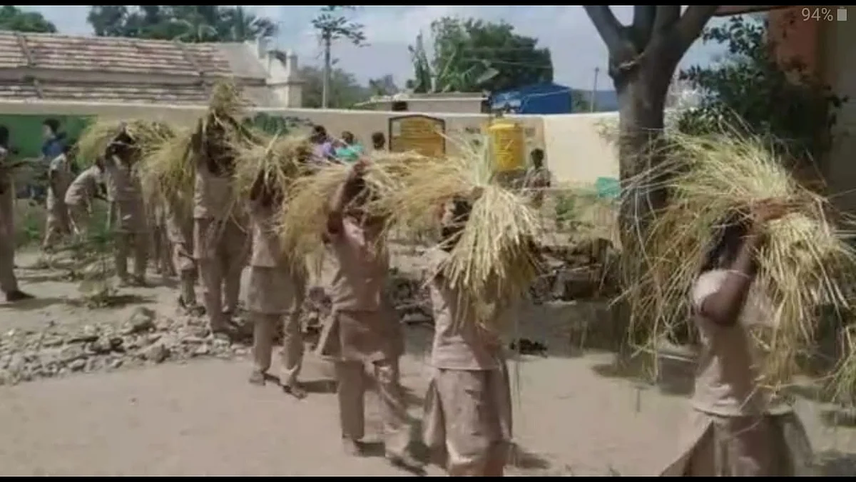 மாணவர்கள் அறுவடை செய்த நெல்