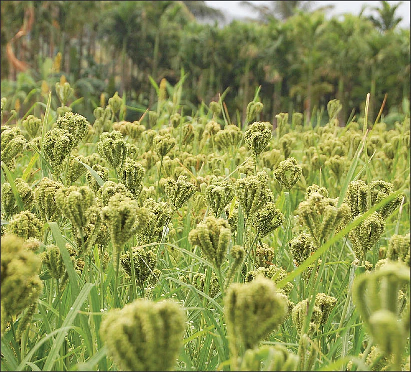 சிறுதானியம்